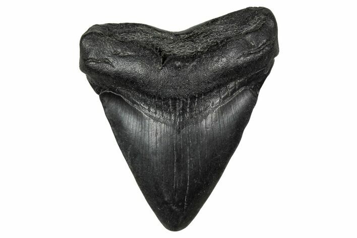 Juvenile Megalodon Tooth - South Carolina #340448